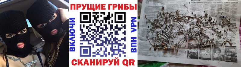 мориарти клад  Чегем  Псилоцибиновые грибы MAGIC MUSHROOMS  даркнет сайт  MEGA как зайти 